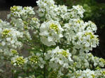 DSCF1545.jpg