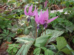 DSCF0082.jpg