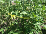 DSCF0208.jpg