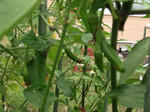 DSCF0215.jpg