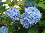 DSCF0217.jpg