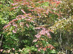 DSCF0251.jpg
