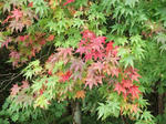 DSCF0259.jpg