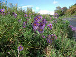 DSCF0260.jpg