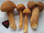 DSCF0320.jpg