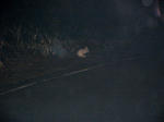 DSCF0335.jpg