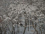 DSCF0345.jpg