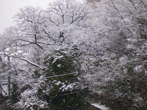 雪やこんこん