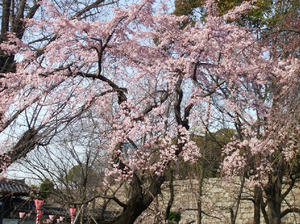 しだれ桜?