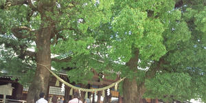 20100606123053夫婦楠