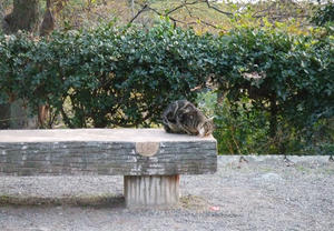 和歌山城の猫