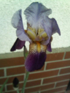 200805011506000.jpg