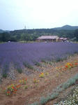 HI370684-0001.JPG