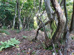 蛇谷ヶ峰（さわらび草原）