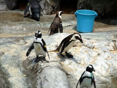 ケープペンギン・・・とフンボルトペンギンとマゼランペンギン。