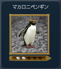 マカロニペンギン♪