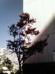 200708090743000.jpg