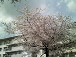 200803291336000.jpg