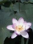 200807201139000.jpg