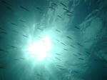 zanpaDSC07546.jpg