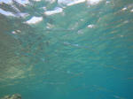 zanpaDSC07559.jpg