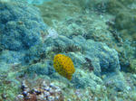 bba65820.jpg