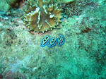 shukuIMG_0532.jpg