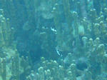 oouraDSC09368madaratarumi.jpg