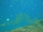 kadenaDSC01179.jpg
