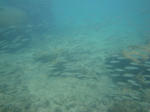oodoDSC09885.jpg