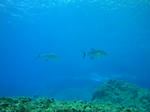 tonakiDSC00400.jpg