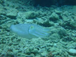 kurosuDSC01213.jpg