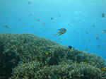 kurosuDSC01248.jpg
