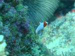 zanpacyatanDSC00837monro.jpg