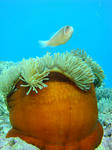 zanpacyatanDSC00912.jpg