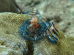shukuIMG_1087.jpg