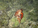 shukuIMG_0383.jpg