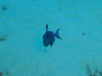 keramaDSC01611akamon.jpg