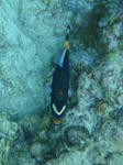 keramaDSC01716mongarav.jpg