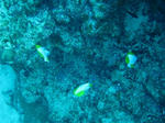 shukuIMG_1374.jpg