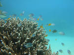 goricyoDSC02302.jpg