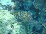goricyoDSC02311.jpg