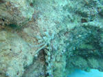 goricyoDSC02314.jpg