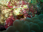 syukuIMG_2532.jpg