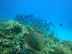 kerama3374kamehagi.jpg