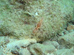 sunabe3637kyarameru.jpg