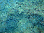 kadena4737sukaten.jpg
