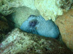 sunabe7507tako.jpg
