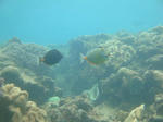 sunabe7518miyakotengu.jpg