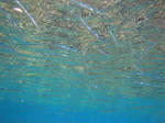 zanpa7970datu.jpg